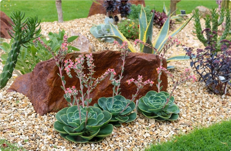 A gravel bed with succulents planted in it