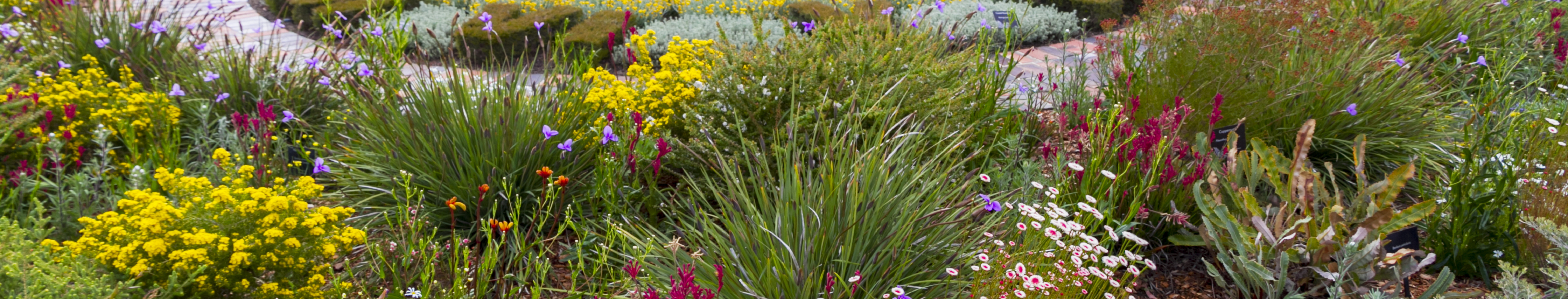 A panorama of drought-tolerant plants in a garden